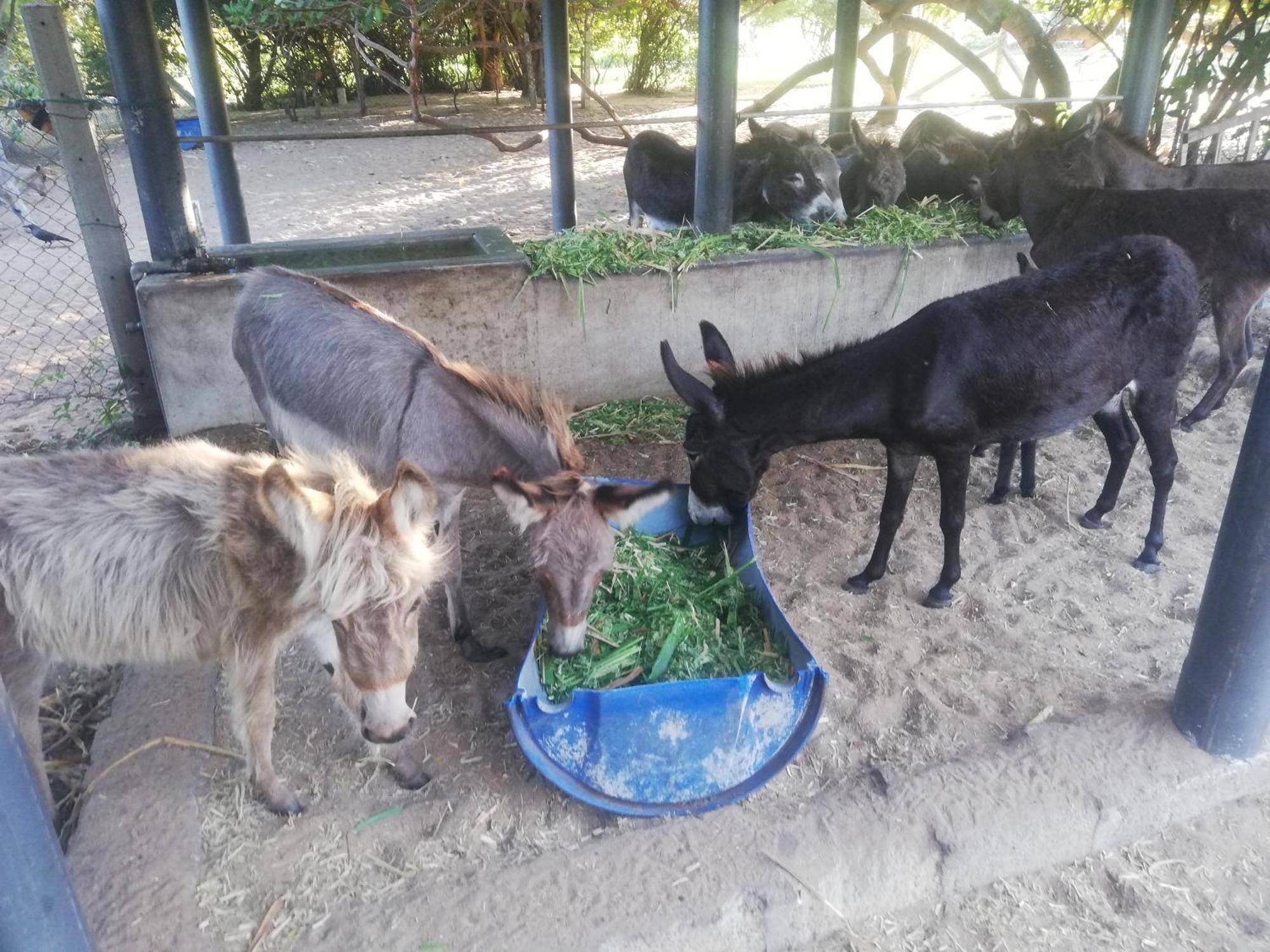 Donkey Clinic And Education Center Apartment Mannar Exterior photo
